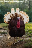 Thanksgiving I Spy Game | Free Printable Thanksgiving Activities.